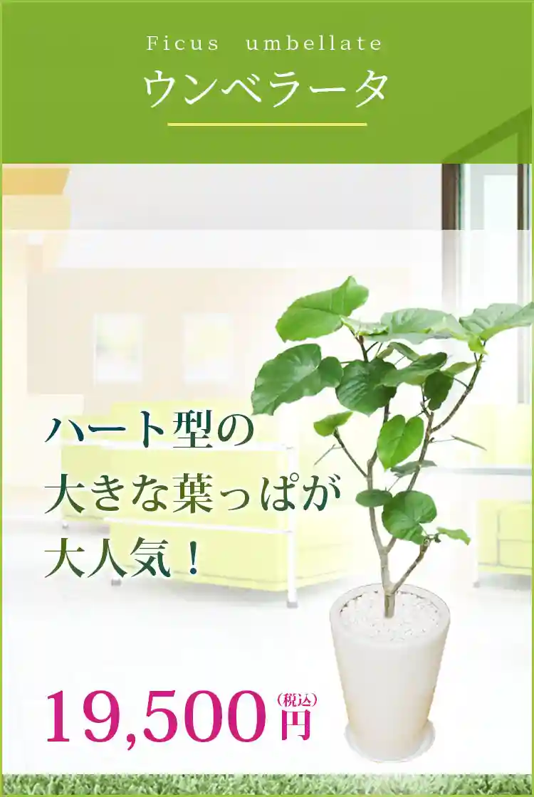 ウンベラータ 観葉植物 18,500円(税込)