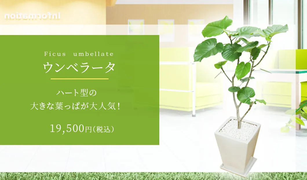 ウンベラータ 観葉植物 18,500円(税込)