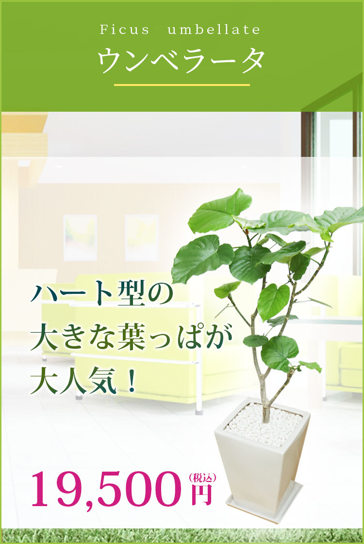 ウンベラータ 陶器鉢植込み スクエアタイプ白色 スタイリッシュ 観葉植物の販売 通販の観葉植物のオアシス