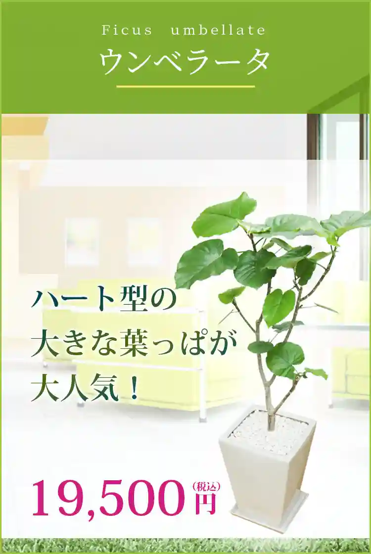 ウンベラータ 観葉植物 18,500円(税込)