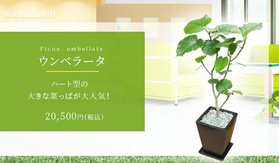 ウンベラータ 観葉植物 19,500円(税込)