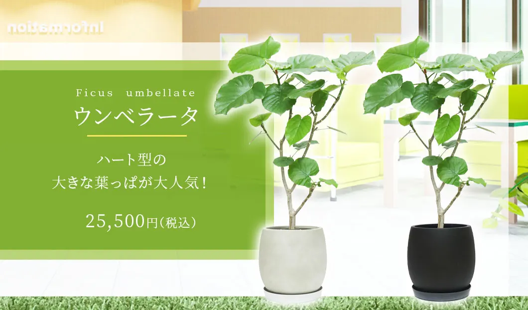 ウンベラータ 観葉植物 25,500円(税込)