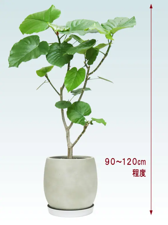 ウンベラータ全体画像