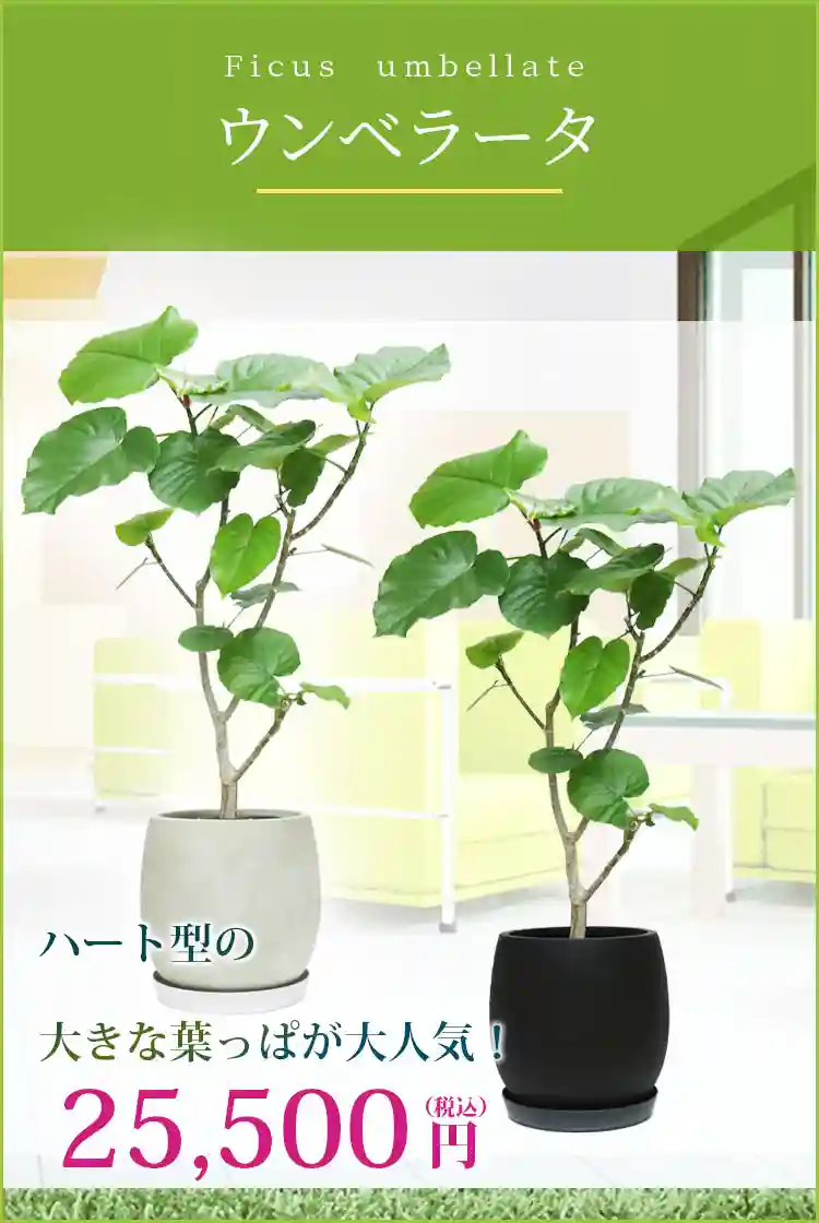 ウンベラータ 観葉植物 25,500円(税込)