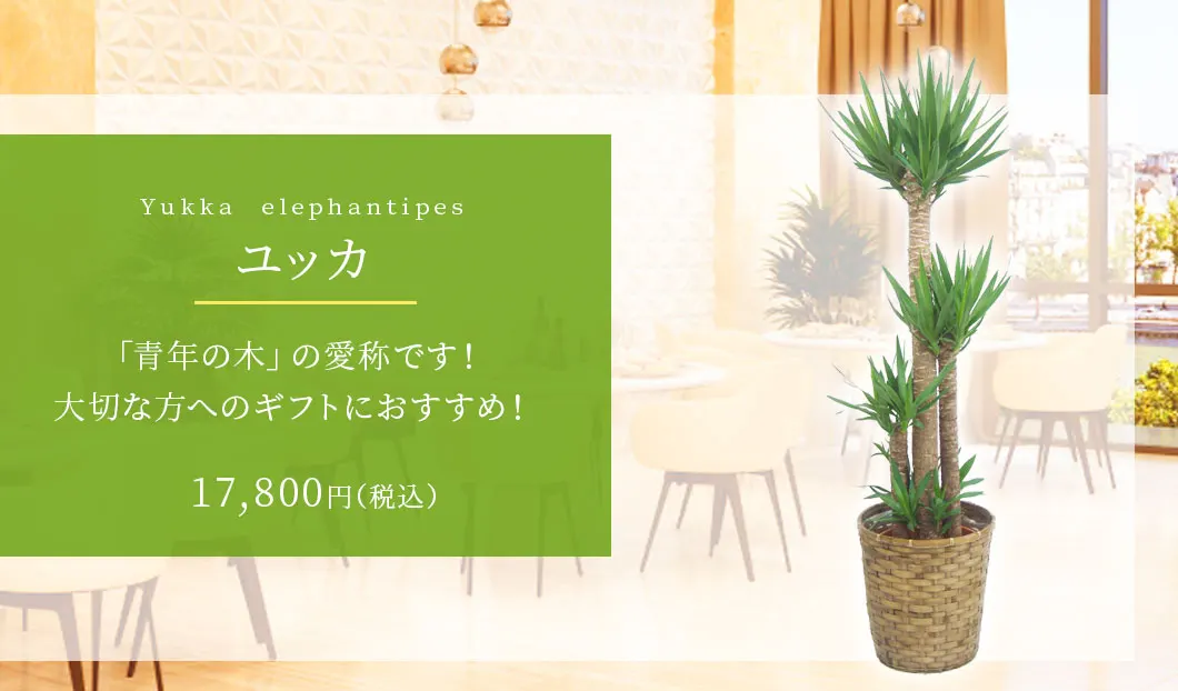 ユッカ 観葉植物 17,400円(税込)