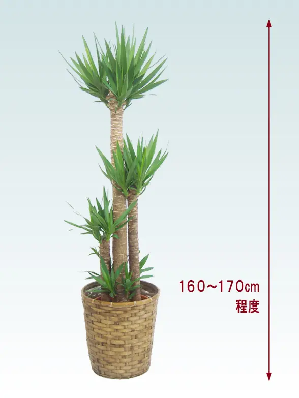 ユッカ葉っぱ拡大画像