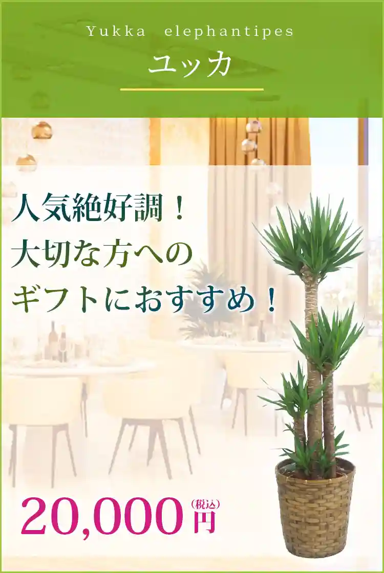 ユッカ 観葉植物 20,000円(税込)