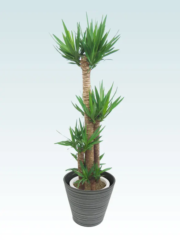 ユッカ(エコフレンドリーポット付) Lサイズ/観葉植物の販売