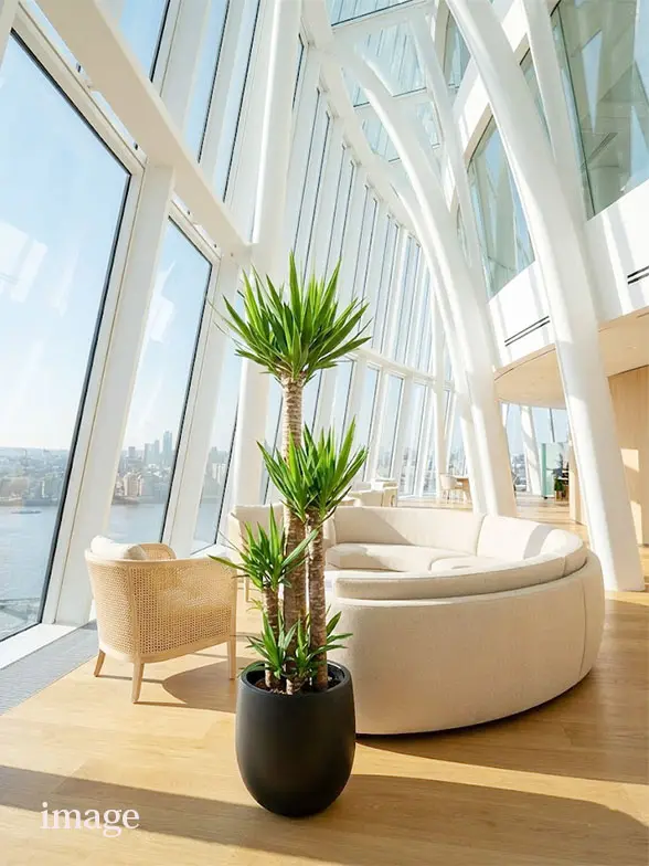 ユッカ拡大横から画像