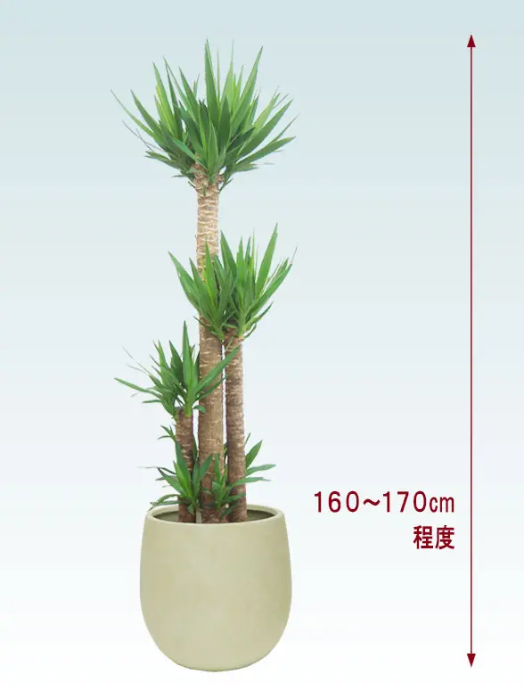 ユッカ葉っぱ拡大画像