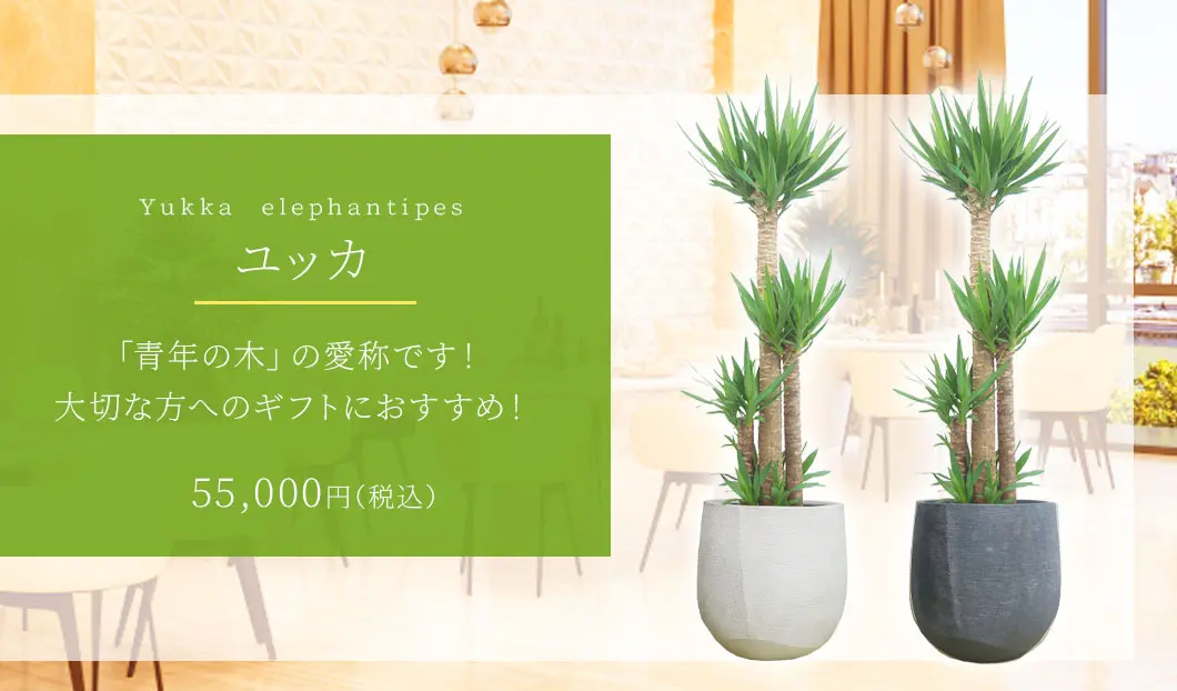 ユッカ 観葉植物 55,000円(税込)