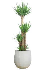 ユッカ全体画像