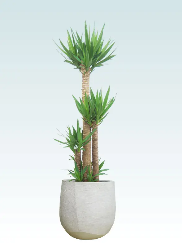 ユッカ葉っぱ拡大画像