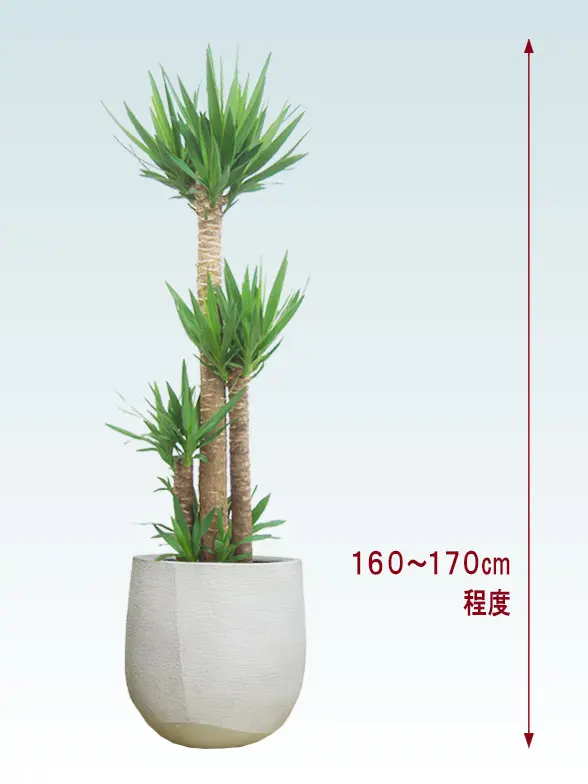 ユッカ全体画像