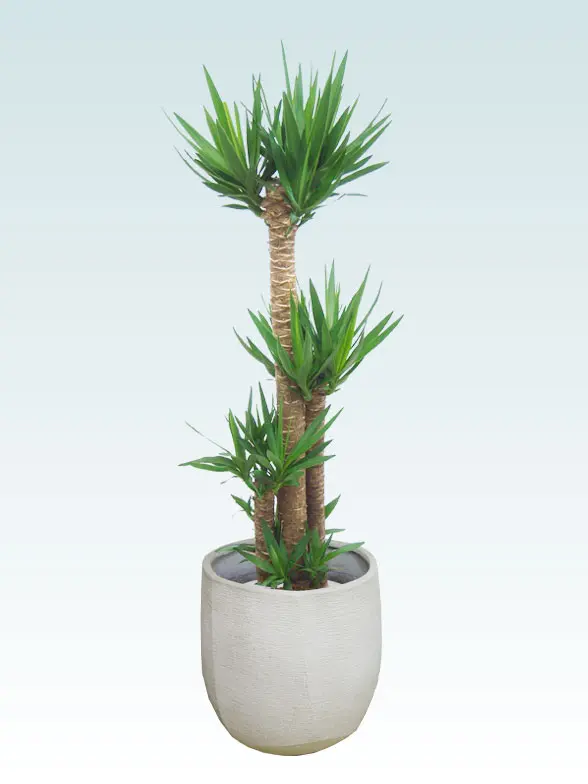 ユッカ斜め上から全体画像