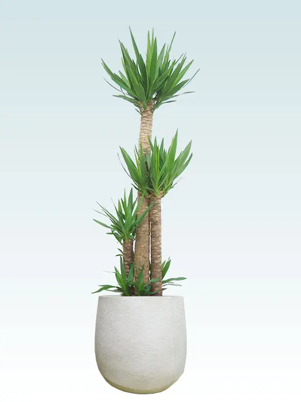 ユッカ葉っぱ枝も入った画像