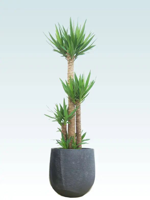 ユッカ葉っぱ枝も入った画像