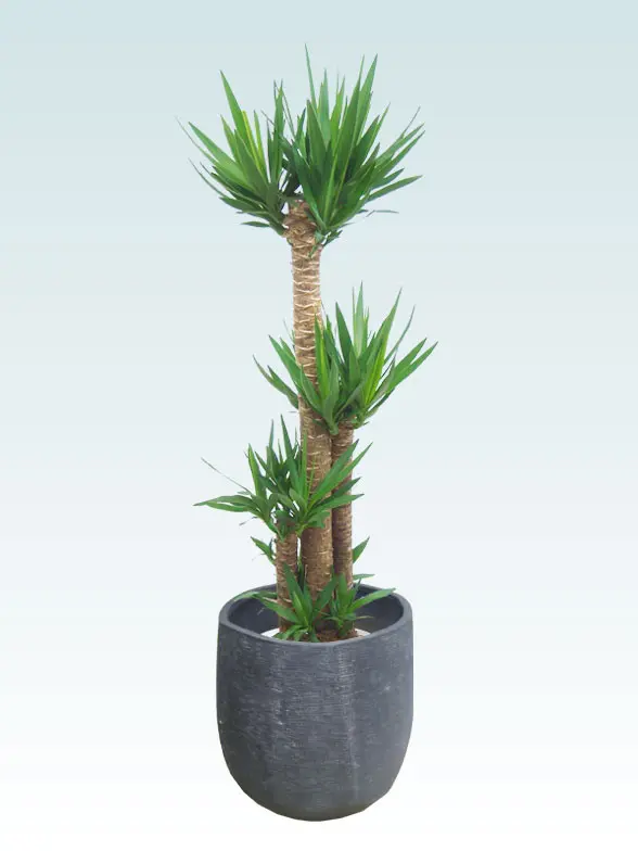 ユッカ葉っぱ枝も入った画像