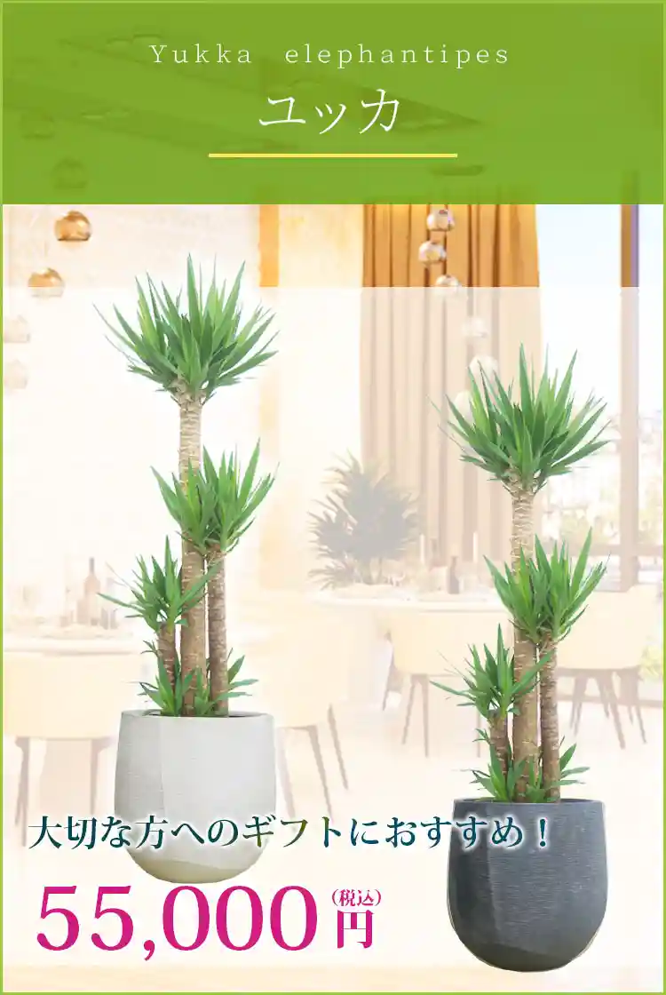 ユッカ 観葉植物 55,000円(税込)