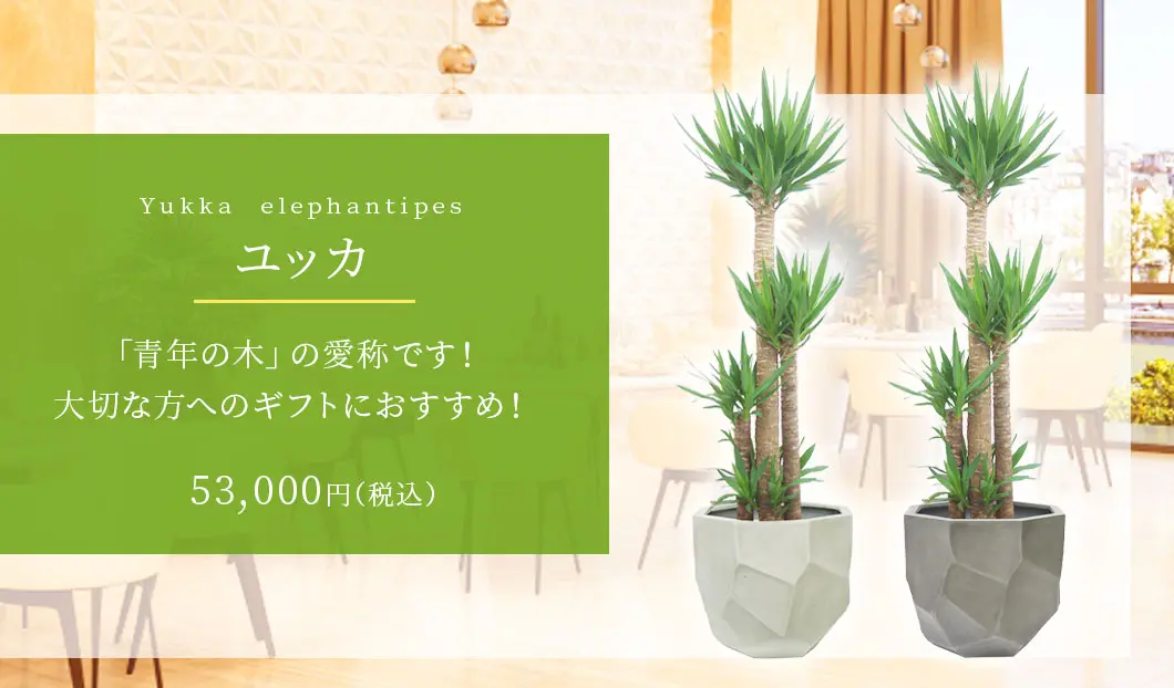 ユッカ 観葉植物 53,000円(税込)