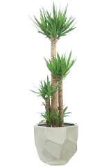 ユッカ全体画像