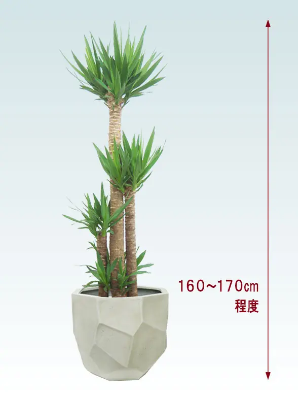 ユッカ全体画像