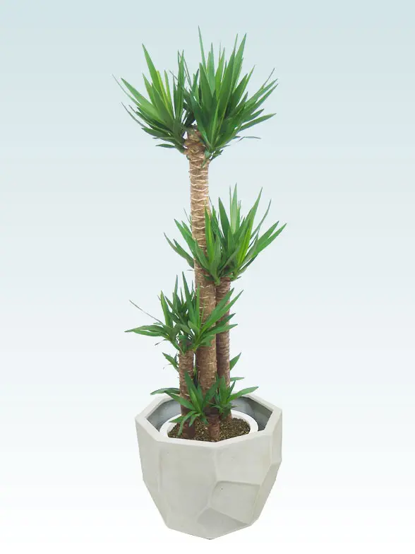 ユッカ斜め上から全体画像