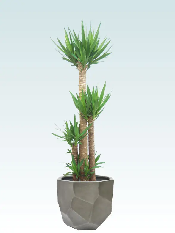 ユッカ葉っぱ枝も入った画像