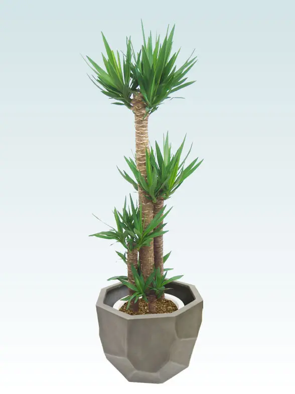 ユッカ葉っぱ枝も入った画像