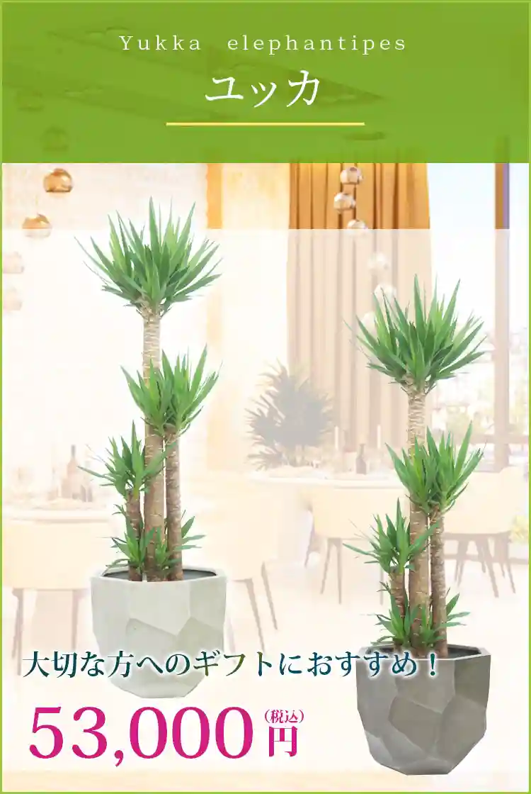 ユッカ 観葉植物 53,000円(税込)