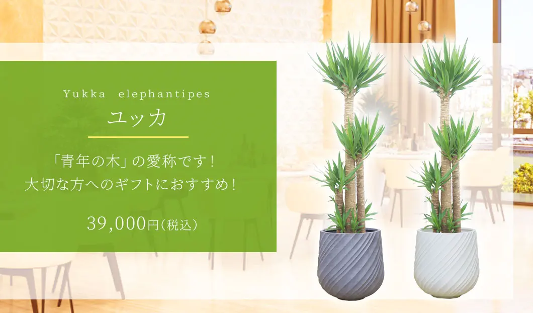 ユッカ 観葉植物 39,000円(税込)