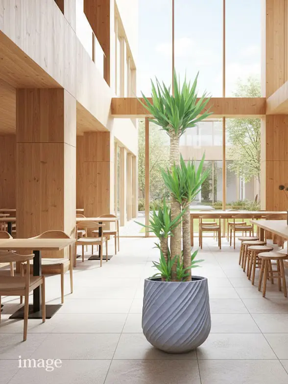 ユッカ葉っぱ拡大画像