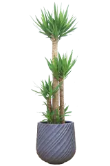 ユッカ全体画像