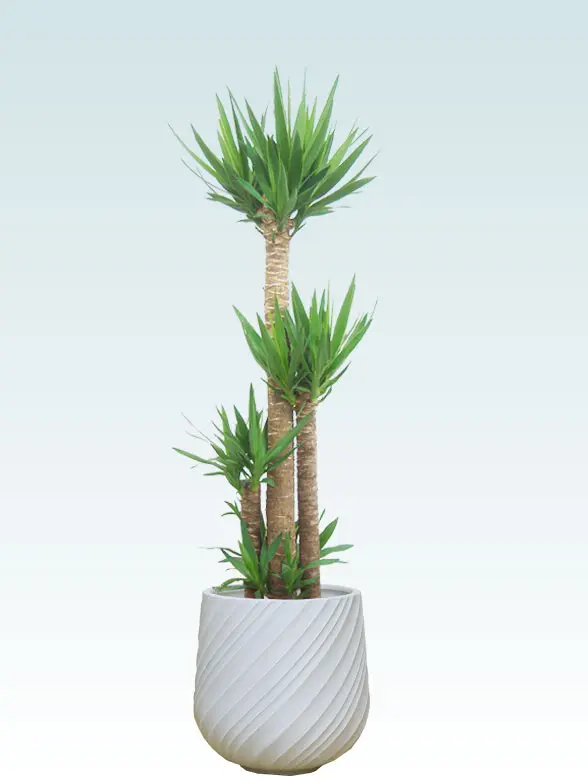 ユッカ葉っぱ枝も入った画像