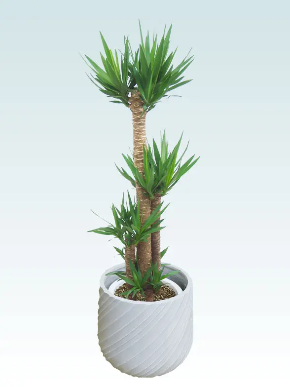 ユッカ葉っぱ枝も入った画像