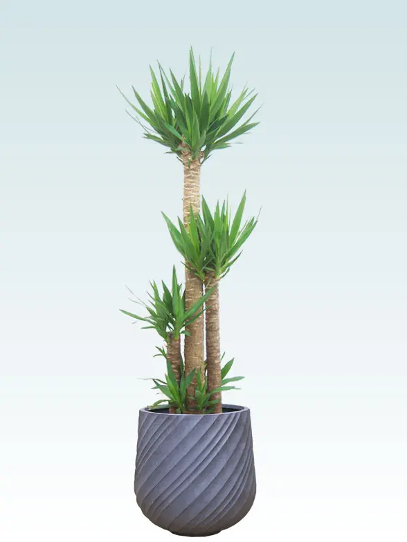 ユッカ葉っぱ枝も入った画像