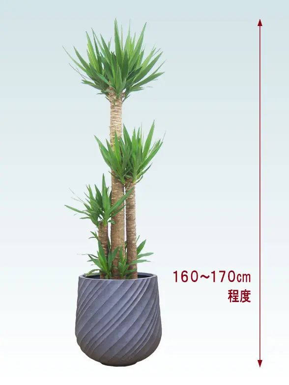 ユッカ全体画像
