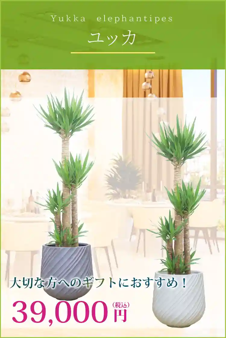 ユッカ 観葉植物 39,000円(税込)
