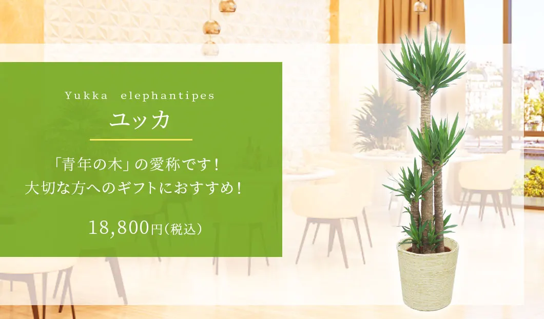 ユッカ 観葉植物 18,400円(税込)