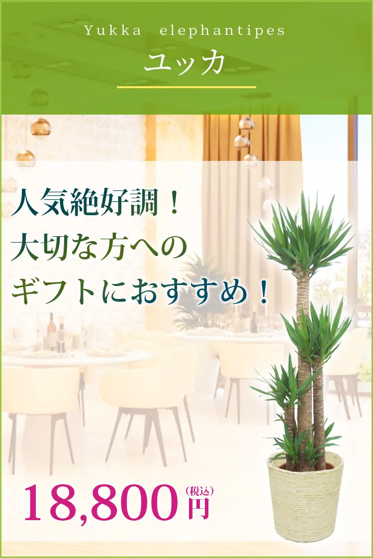 ユッカ 観葉植物 18,400円(税込)