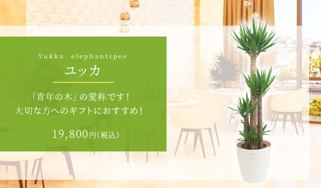 ユッカ 観葉植物 19,400円(税込)