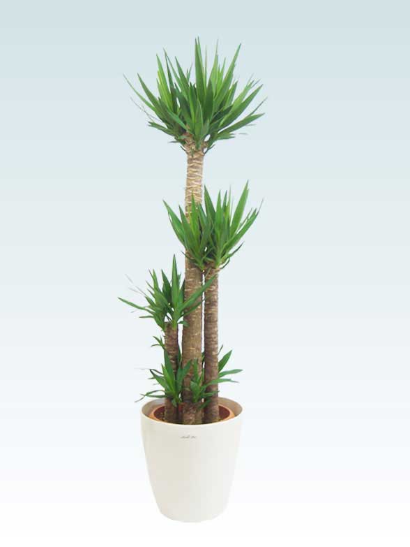 人気おすすめの観葉植物 お祝いギフト 移転 開店祝いの注文は観葉植物通販オアシス 人気おすすめの観葉植物 お祝いギフト 移転 開店祝いの注文は観葉植物通販オアシス