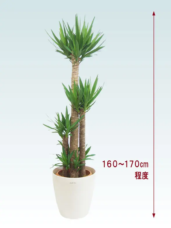 ユッカ葉っぱ拡大画像