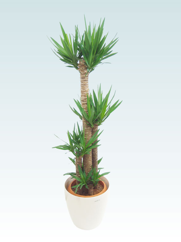 ユッカ ラスターポット付 L サイズ 観葉植物の販売 通販の観葉植物のオアシス ユッカ ラスターポット付 L サイズ 観葉植物の販売 通販の観葉植物のオアシス