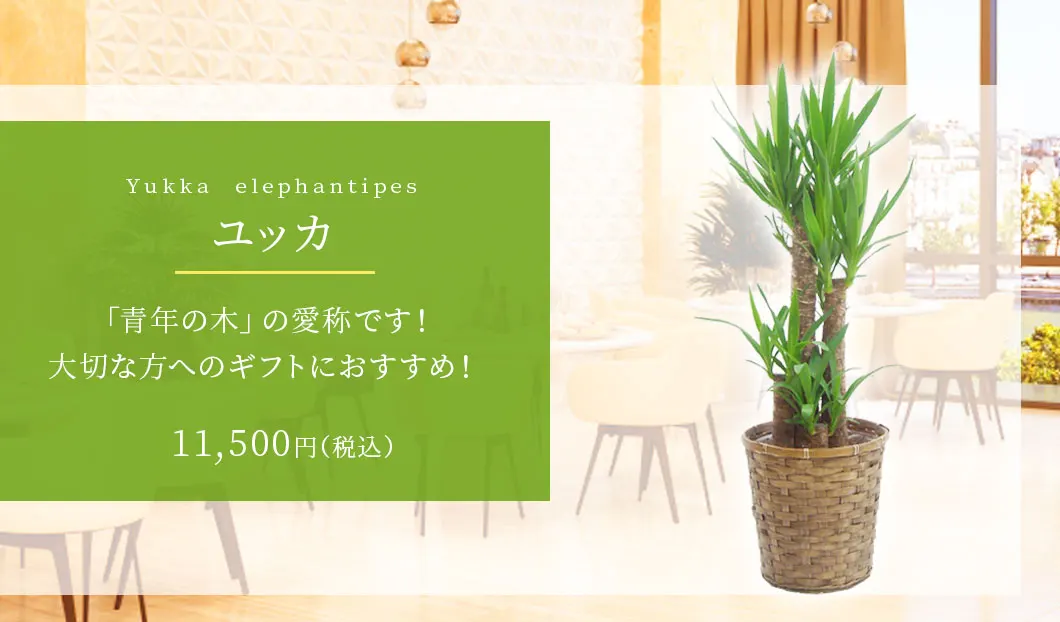 ユッカ 観葉植物 10,500円(税込)