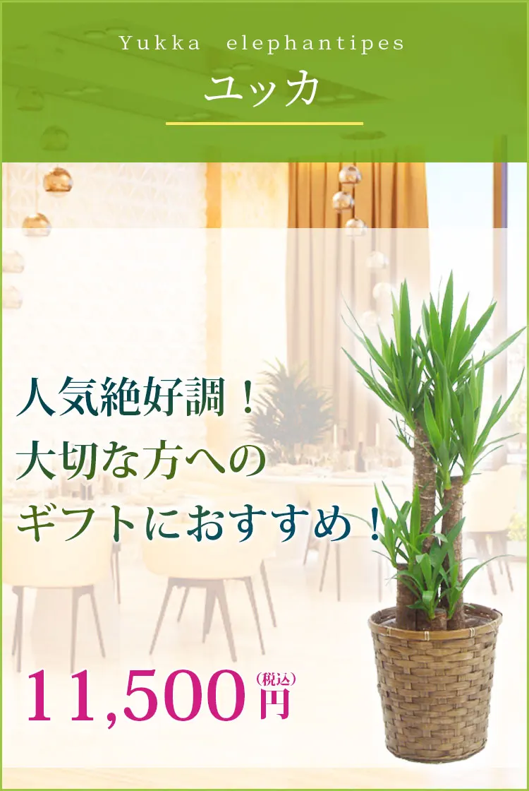 ユッカ 観葉植物 10,500円(税込)