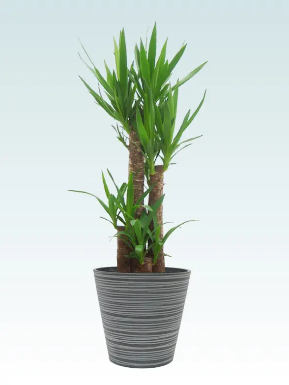 ユッカ葉っぱ拡大画像