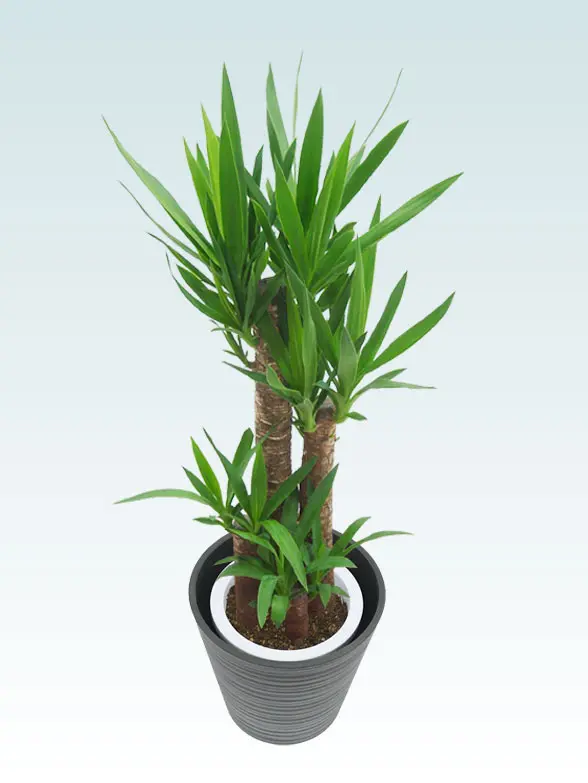 ユッカ斜め上から全体画像