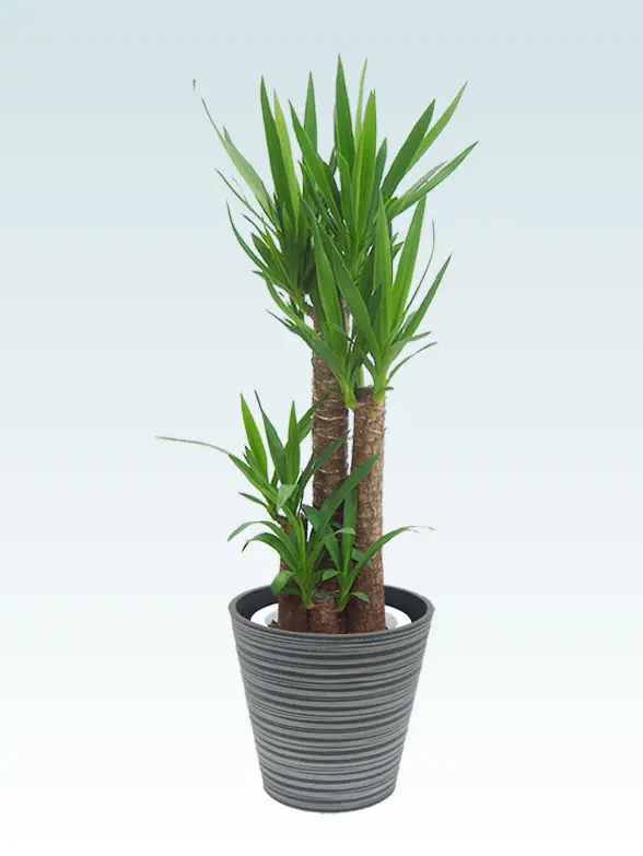 ユッカ葉っぱ枝も入った画像