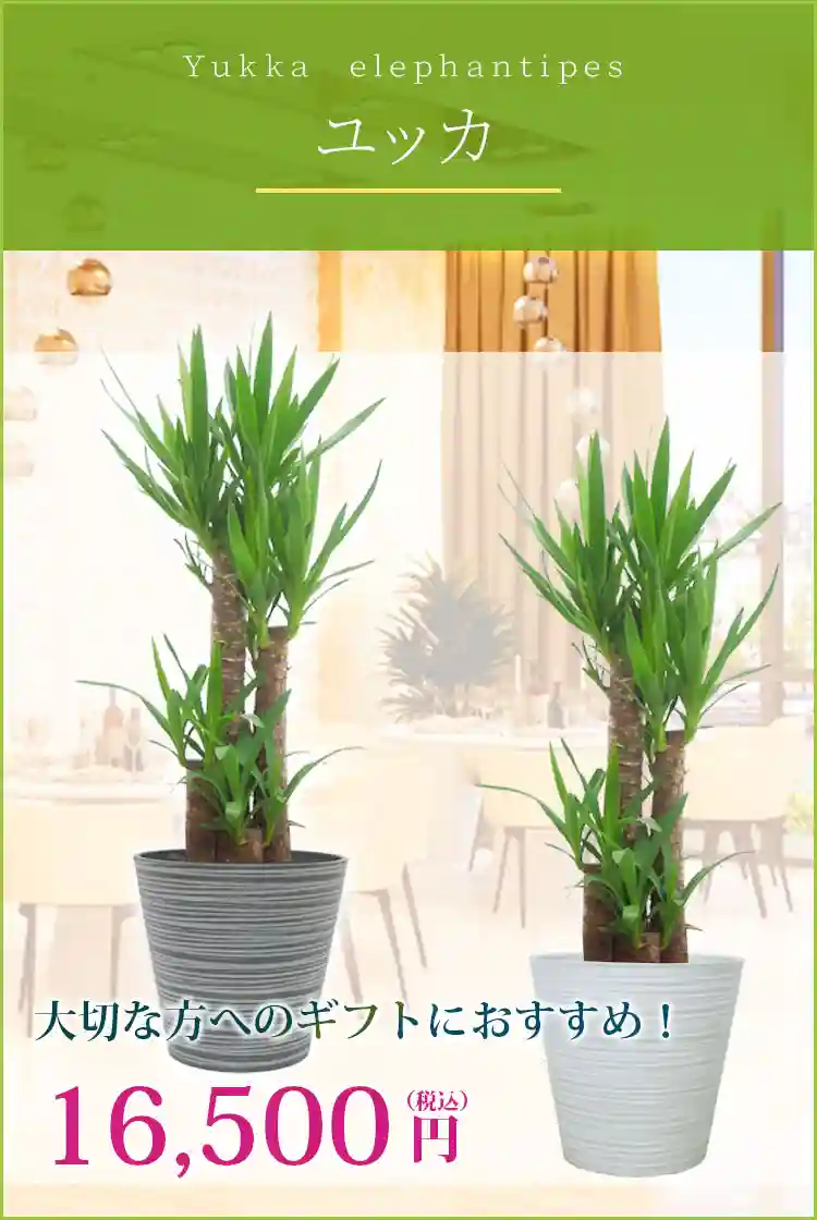 ユッカ 観葉植物 16,500円(税込)